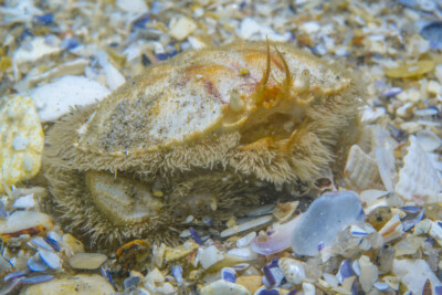 Grand crabe circulaire Atelecyclidae