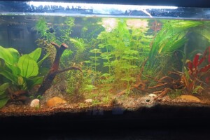 Aquarium Communautaire