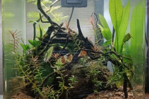 Aquarium Killi clown