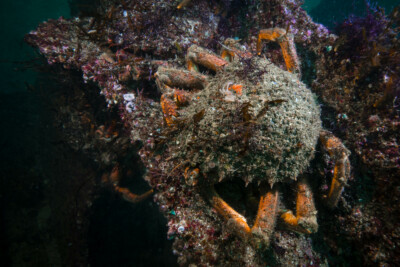 grande araignée méditerranéenne Majidae