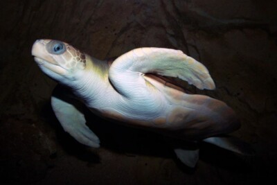 tortue à dos plat Cheloniidae