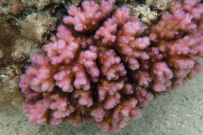 Pocillopora damicornis Pocilloporidae