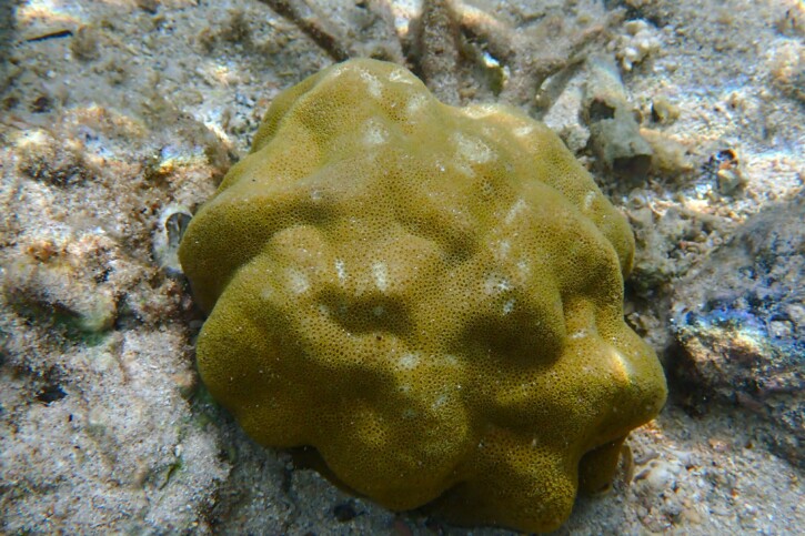 Porites lutea