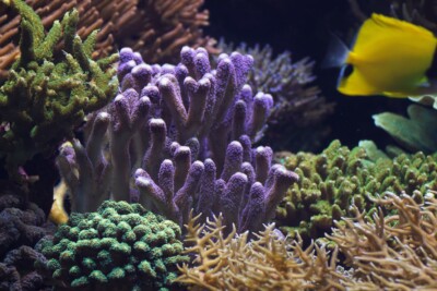 corail digitiforme Pocilloporidae