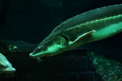 esturgeon européen Acipenseridae