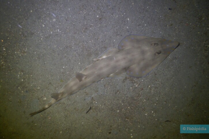 Acroteriobatus zanzibarensis - zanzibar guitarfish