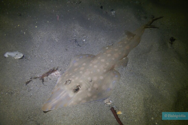 Acroteriobatus zanzibarensis - zanzibar guitarfish