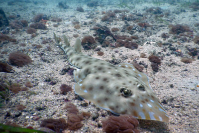 zanzibar guitarfish Rhinobatidae