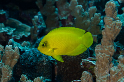 poisson ange-nain de Hérald Pomacanthidae