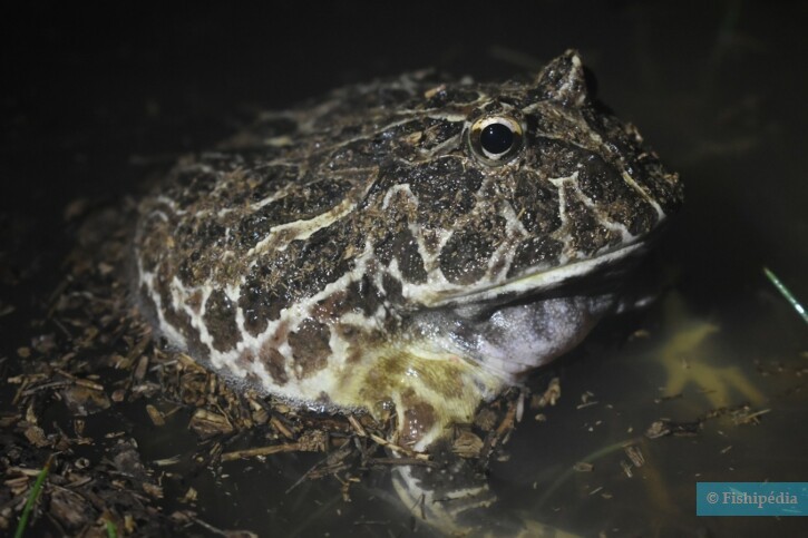 Ceratophrys cranwelli