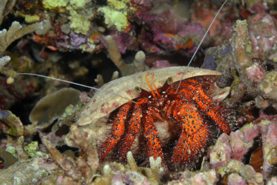 bernard l'ermite à points blancs Diogenidae
