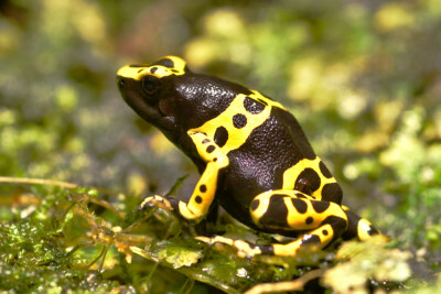 yellow banded poison dart frogs Dendrobatidae
