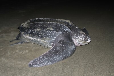 leatherback turtle Dermochelyidae