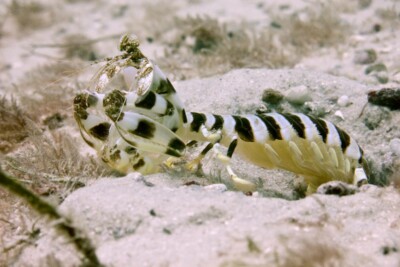 squille zebrée Lysiosquillidae