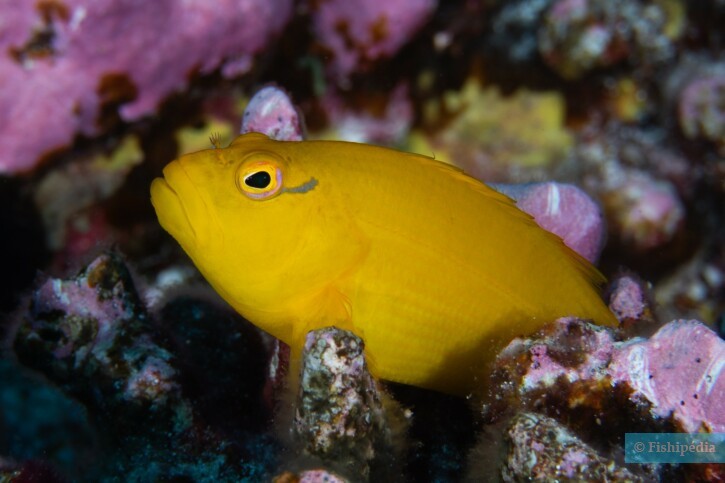 photographie - Kirby Morejohn