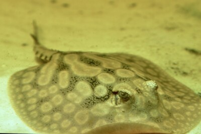 raie cururu Potamotrygonidae