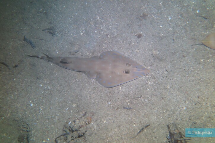 Acroteriobatus zanzibarensis - zanzibar guitarfish