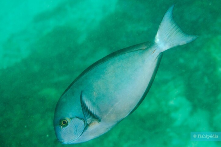 Acanthurus albipectoralis