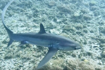 Espèce : Alopias pelagicus