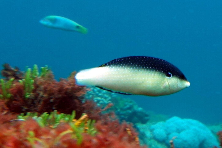 Anampses neoguinaicus