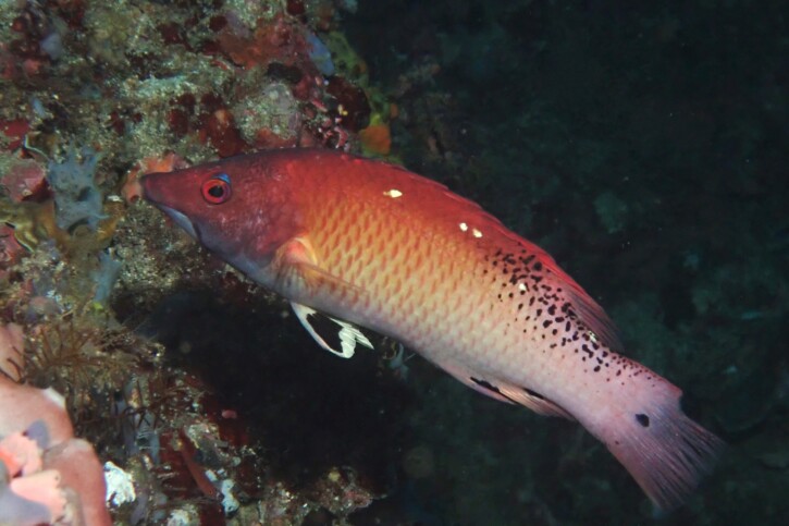 Bodianus dictynna