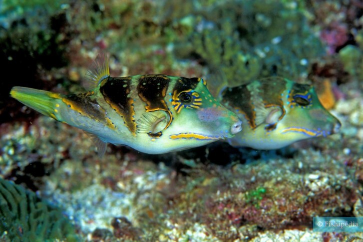 Canthigaster axiologus