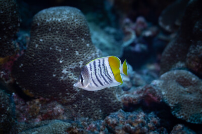 poisson-papillon de Mertens Chaetodontidae