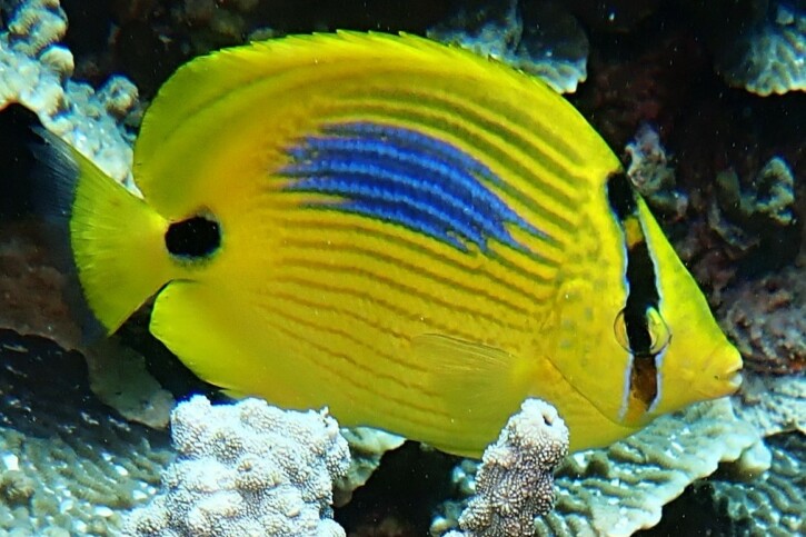 Chaetodon plebeius