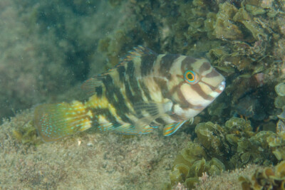 labre barbouillé de noir Labridae