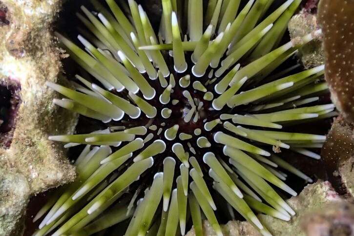 Echinometra mathaei