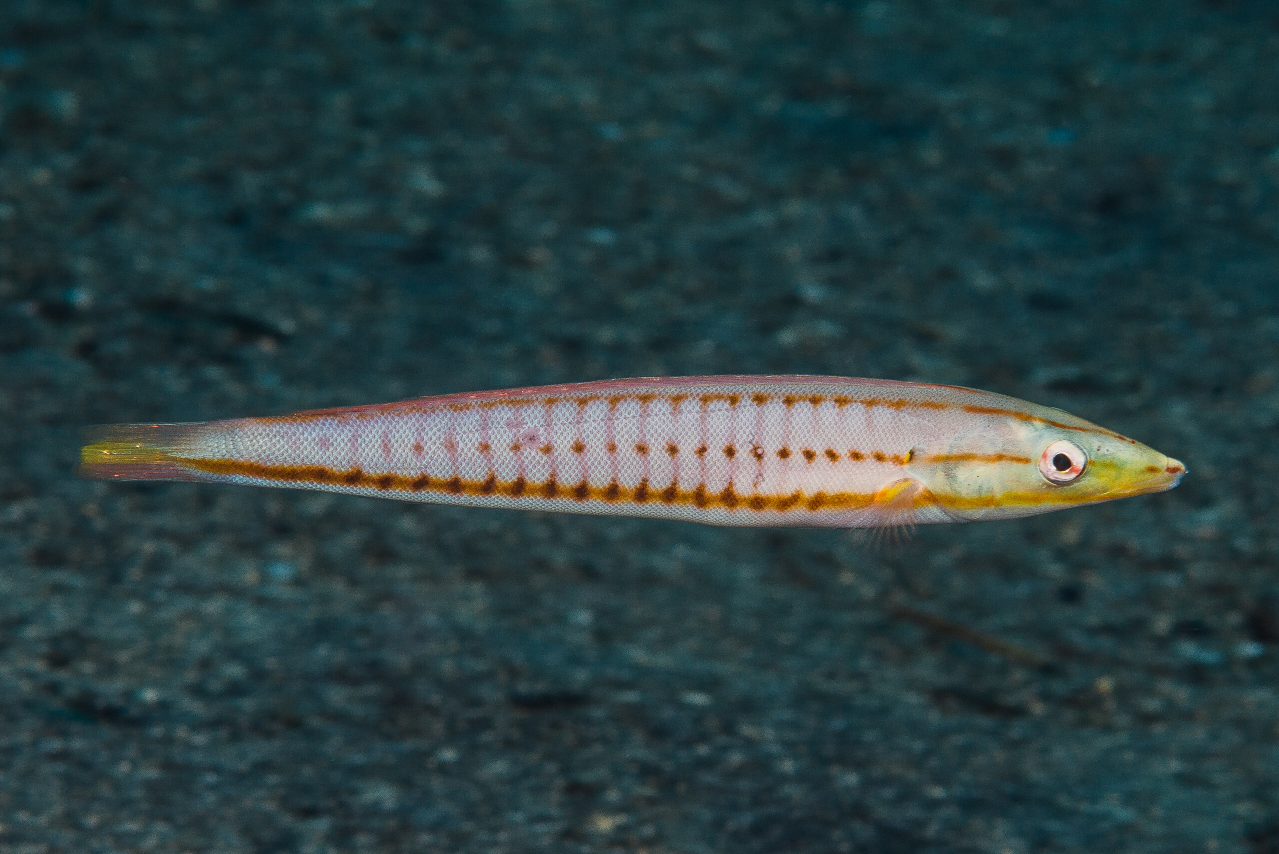 Small Fish Ring with Meena – mrinalinichandra