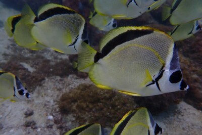 poisson-papillon à museau noir Chaetodontidae