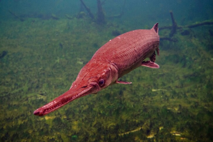 Lepisosteus osseus - longnose gar