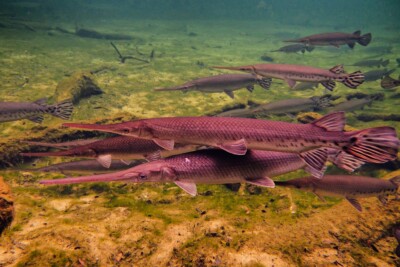longnose gar Lepisosteidae