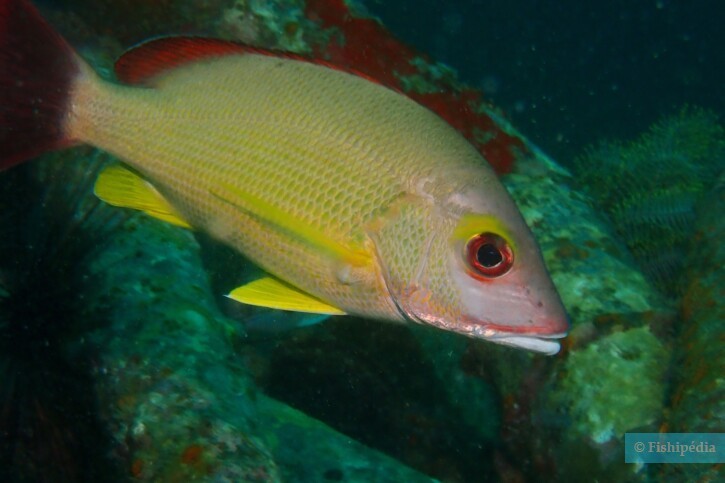 Lutjanus fulvus