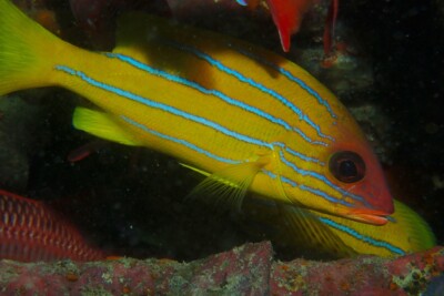 Lutjanus quinquelineatus Lutjanidae