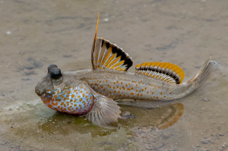 photographie - Andaman Kaosung