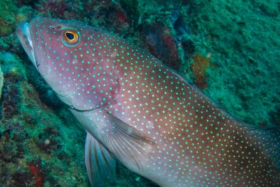 mérou léopard Serranidae