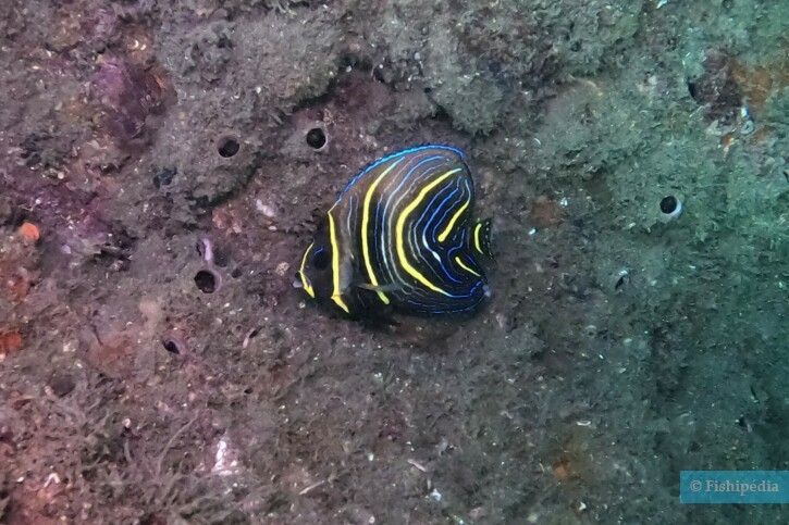 Pomacanthus zonipectus - poisson-Ange de Cortez