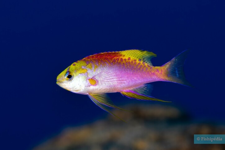 Pseudanthias ventralis