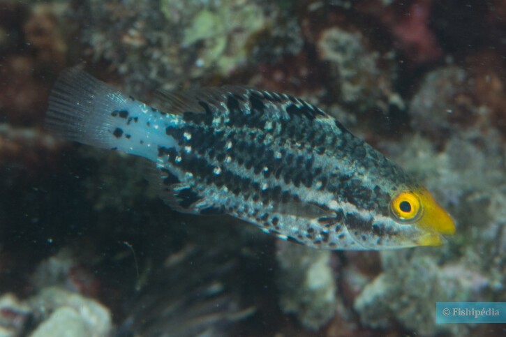 Scarus altipinnis