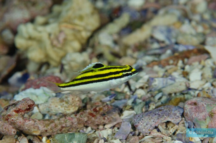 Scolopsis bilineata