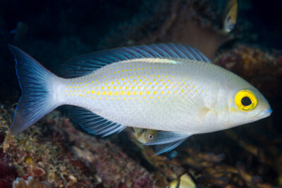 Scolopsis à taches jaunes Nemipteridae