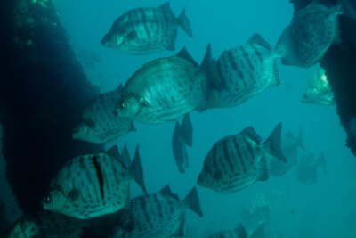 striped scat Scatophagidae