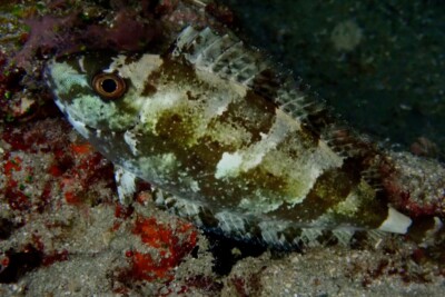 poisson lapin tacheté blanc Siganidae