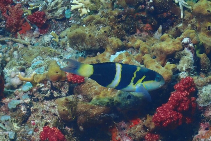 Thalassoma nigrofasciatum