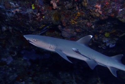 requin corail Carcharhinidae