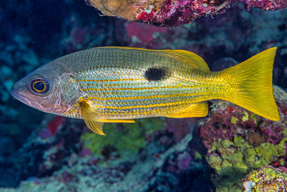 Dory snapper • Lutjanus fulviflamma • Fish sheet