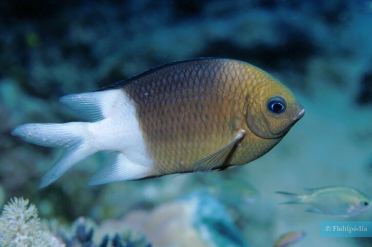 Acanthochromis polyacanthus