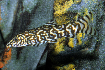 loche striée Cobitidae